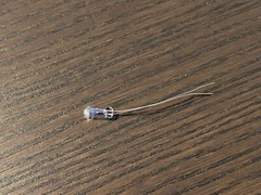 New 28v 40mA Lamp Bulb for Vintage Akai GX-R55 Light (for Cassette Tape Deck)